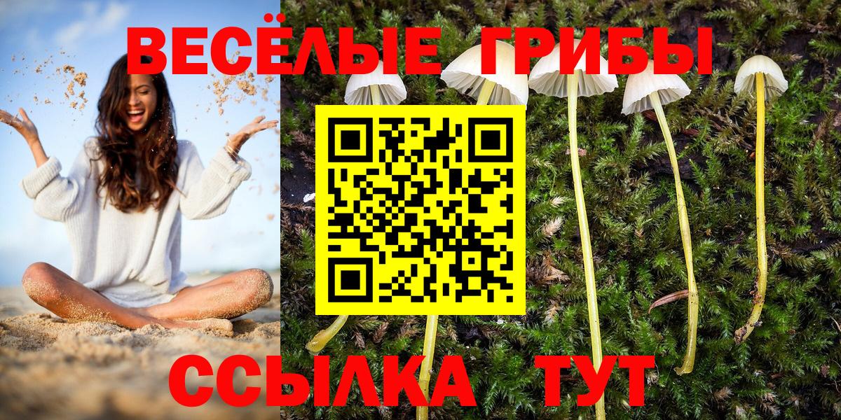 Галлюциногенные грибы Psilocybine cubensis Усть-Джегута